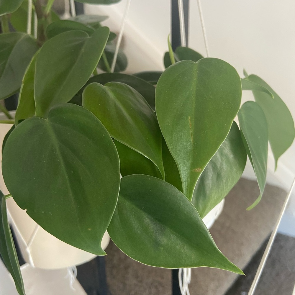 Heart Leaf Philodendron Cutting